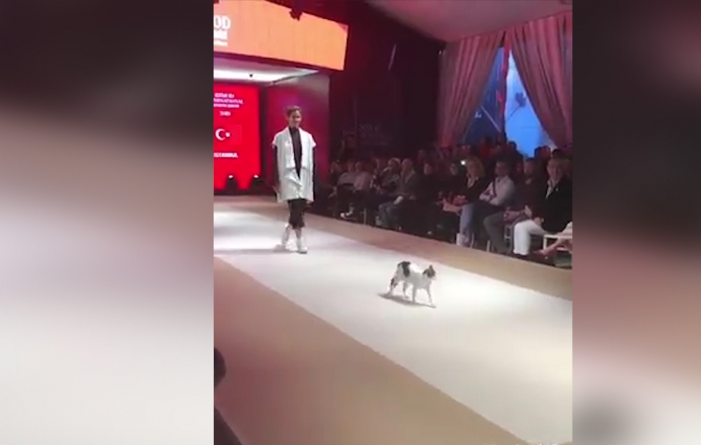 Podiuma çıxan modellərə qoşularaq dəb dünyasına imzasını atan pişik