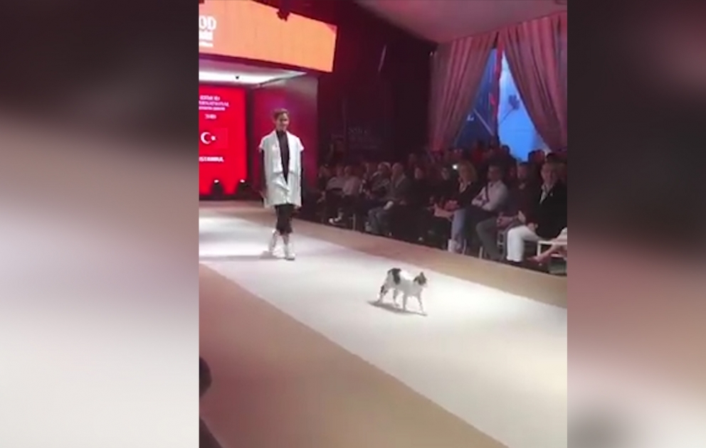 Bei einer Fashion Show in Istanbul ist eine Katze auf die Bühne gelaufen und hat den Models die Show gestohlen