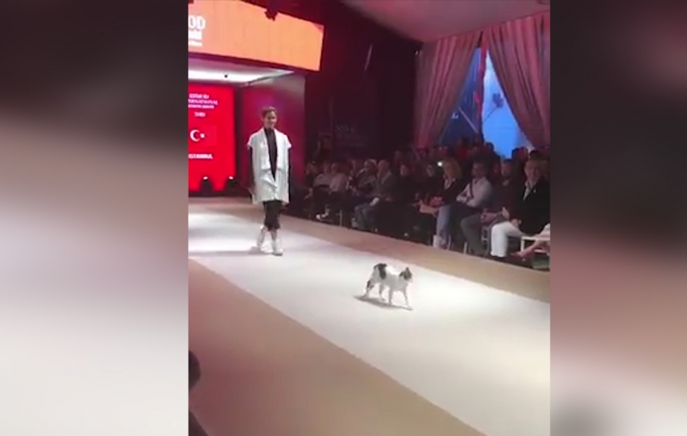 Stray feline joins catwalk during Istanbul Fashion Show