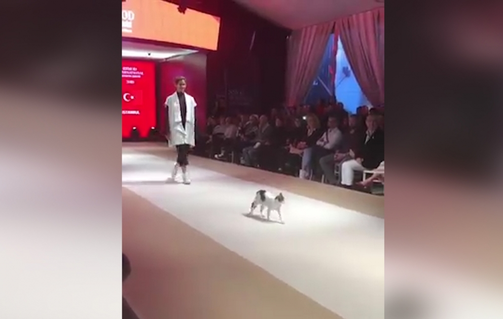 Un chat qui s’invite dans un défilé de mode devient une star sur la toile