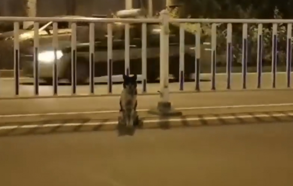 Çində vəfalı it üç aydır ki, sahibinin həlak olduğu yerdə onun yolunu gözləyir
