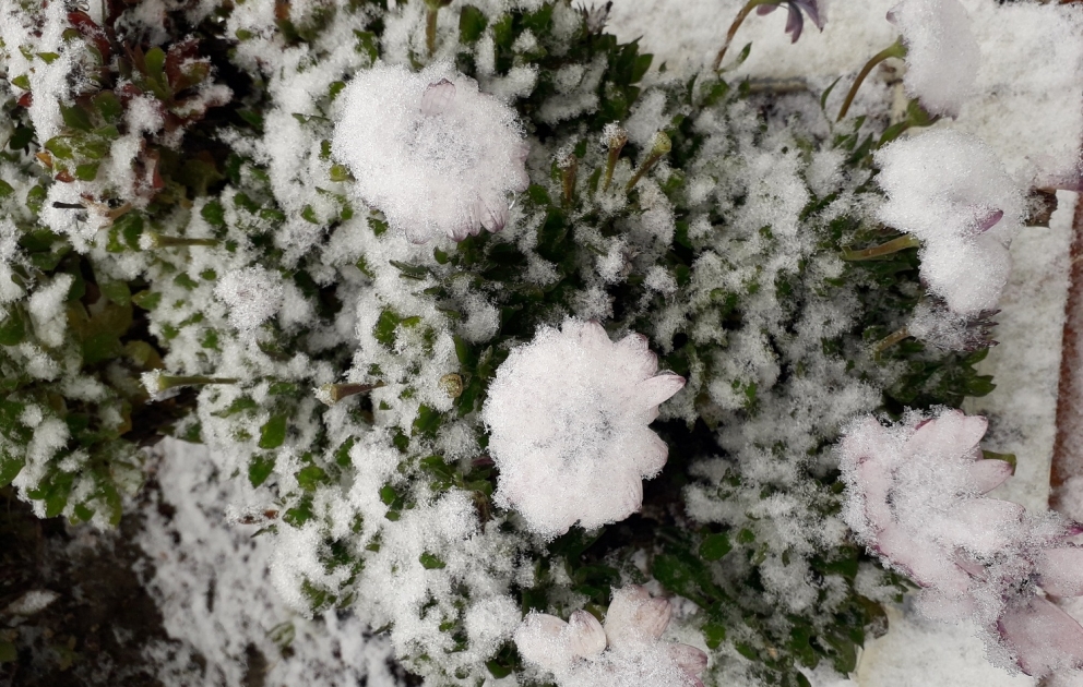 Snow fall in Guba, Gusar, Khizi districts