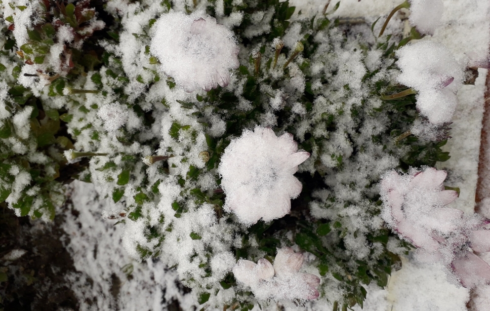 In Regionen Guba, Gusar und Khizi schneit es
