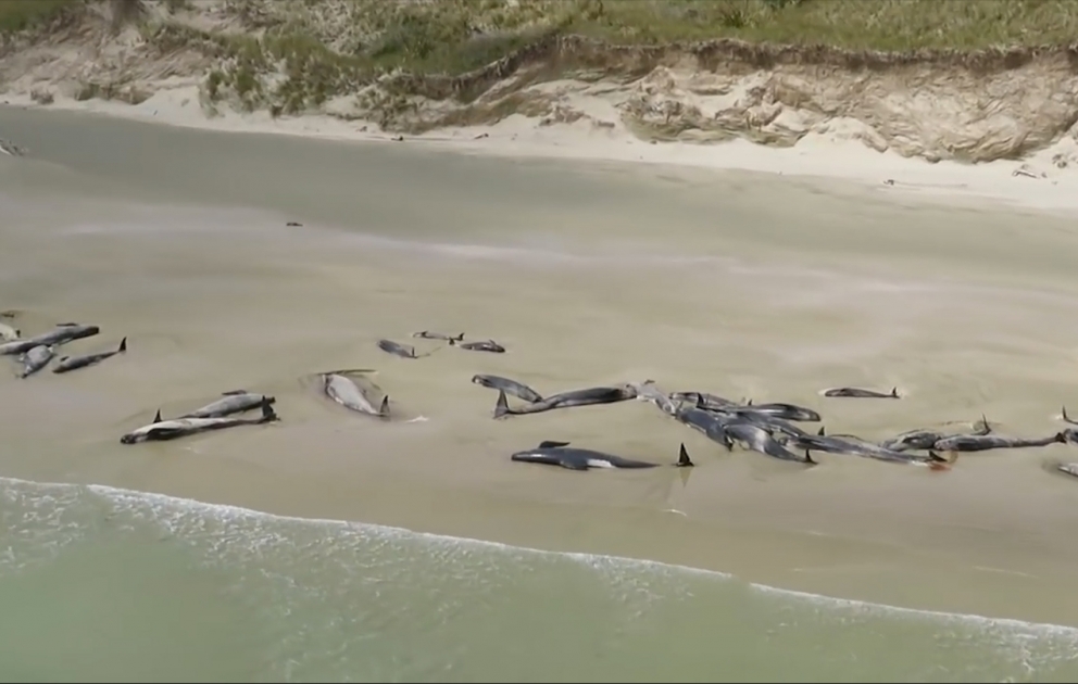 More than 100 dolphins strand on New Zealand beach