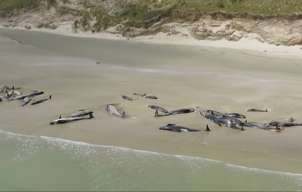 Plus d’une centaine de dauphins échoués sur une plage en Nouvelle-Zélande