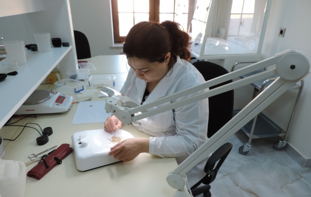 Taxıl əkən təsərrüfatçılar mütləq sertifikatlaşdırılmış toxum almalıdırlar