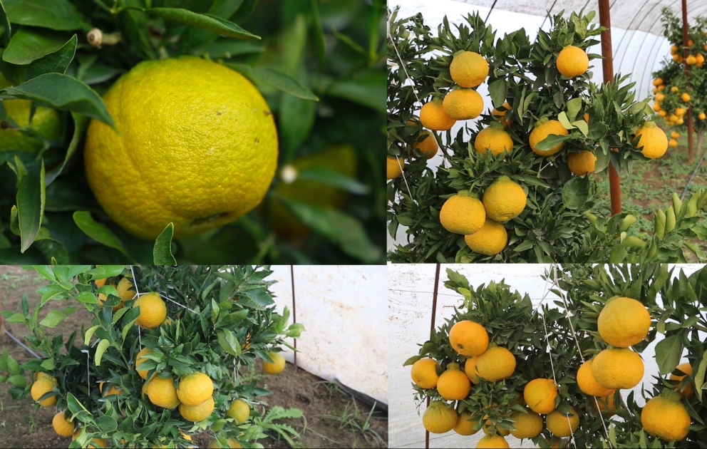 Lənkəranda nadir sitrus meyvəsi yetişdirilir: Hallabonq