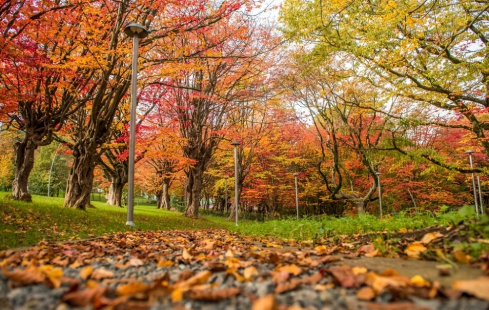 Goldener Herbst von Lenkoran
