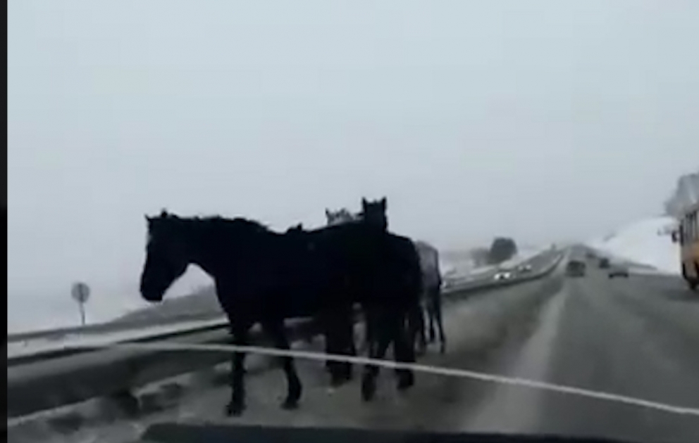 Krasnoyarskda əsas magistral yola çıxan atları xilas etdilər