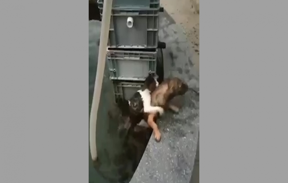 Pişiyi xilas etmək üçün it suya atıldı