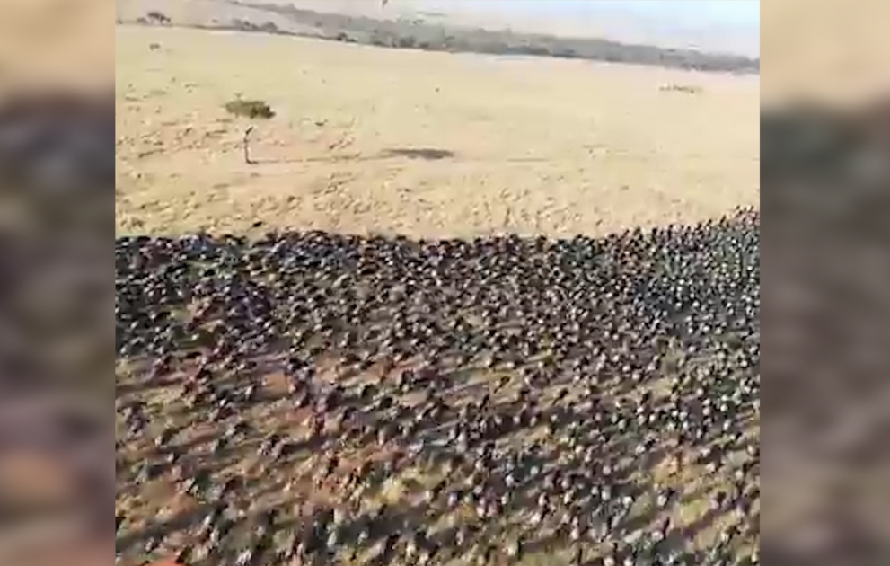 Antilopların kütləvi miqrasiyası