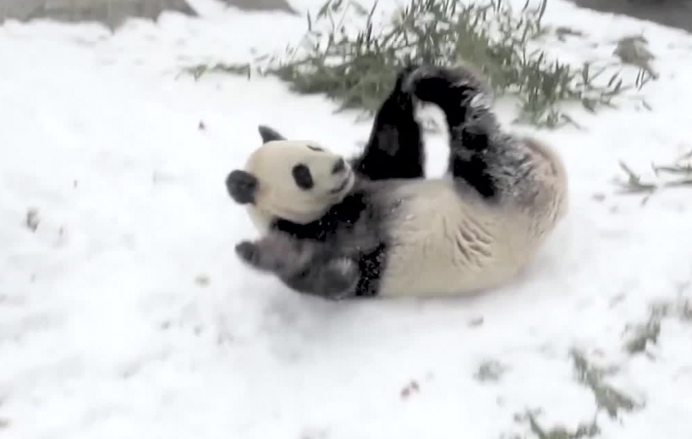 Toronto Zoo Giant Panda Tumbles In The Snow