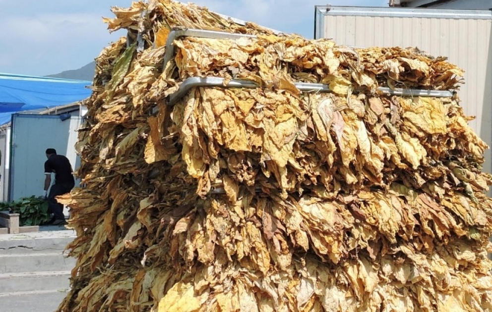 Şəkidə quru tütün istehsalı 346 ton artıb