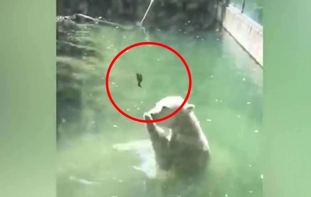 Bear trying to warm freezing bird in water becomes internet phenomenon