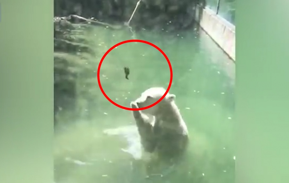 Un ours qui essaye de réchauffer un oiseau congelé dans l'eau devient un phénomène sur Internet