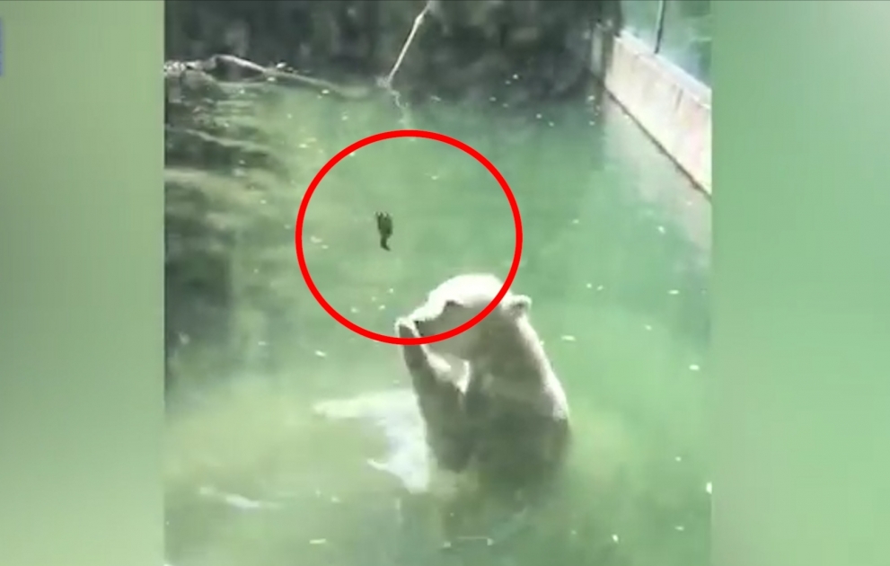 Bär versucht erfrorenen Vögel zu wärmen