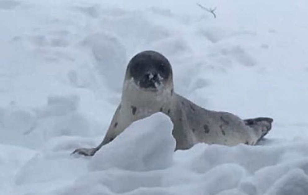 Heart-breaking footage of seals stranded in Canada town