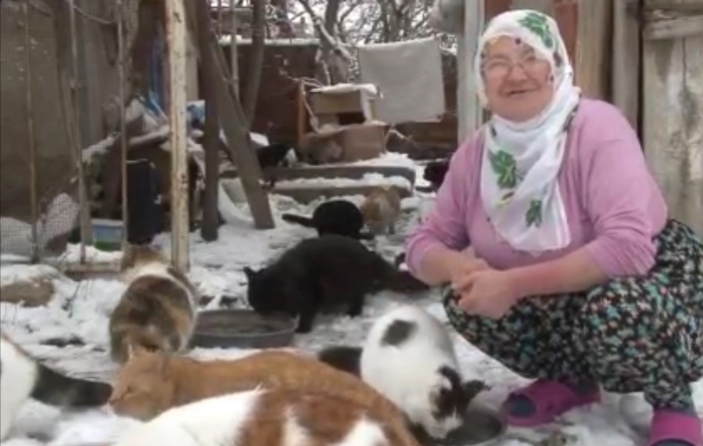 Soyuq olduğu üçün 58 pişiyi evində saxlayır