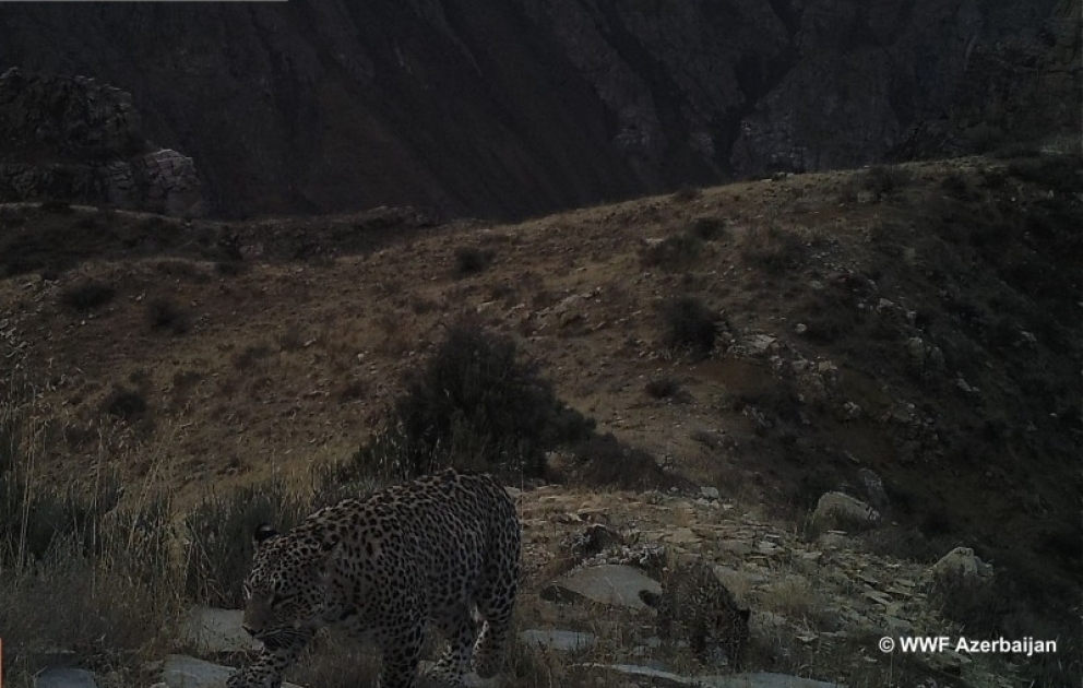 Im Zangazur-Nationalpark in Nachitschewan Raubkatzen-Mutter und ihr Baby erfasst