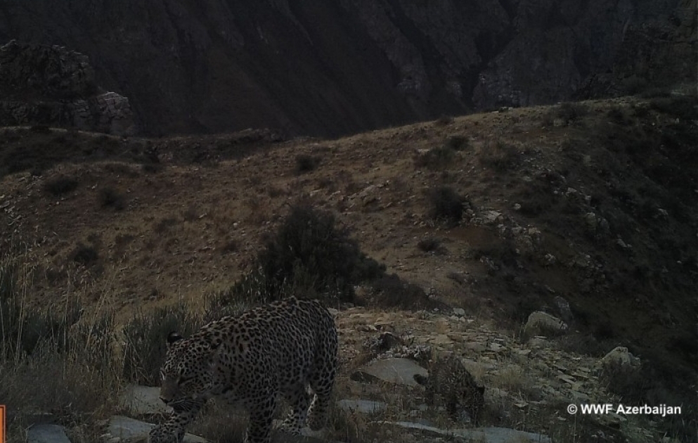 De rares images de léopards enregistrées au Nakhtchivan