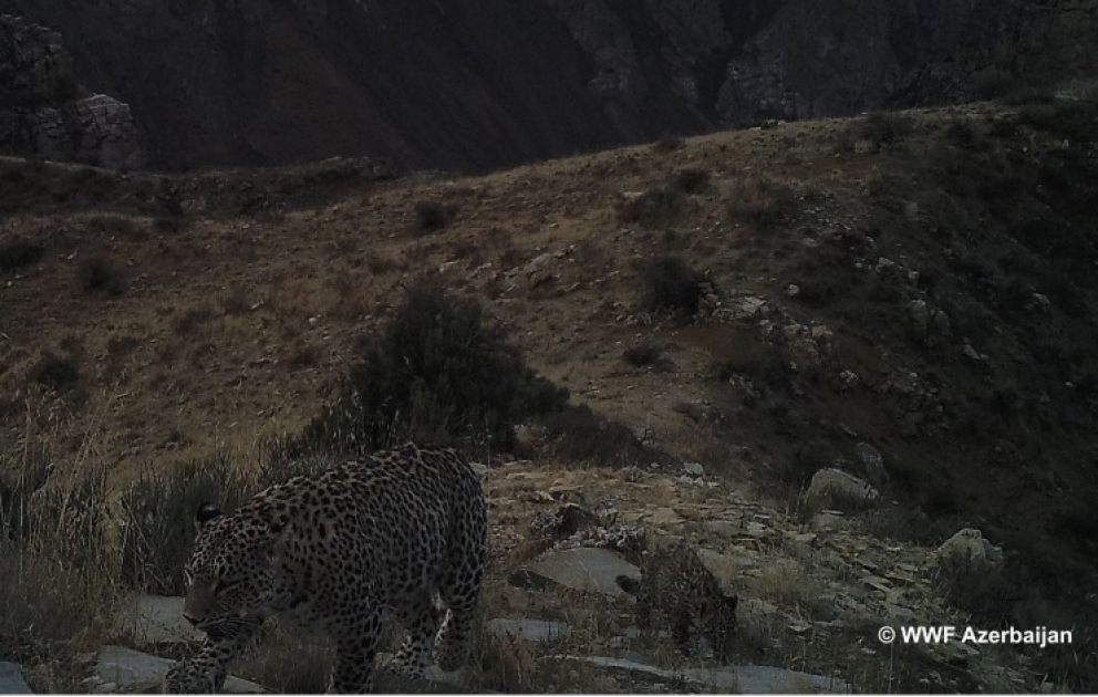 Leopard mother and cub recorded at Zangazur National Park of Nakhchivan Autonomous Republic