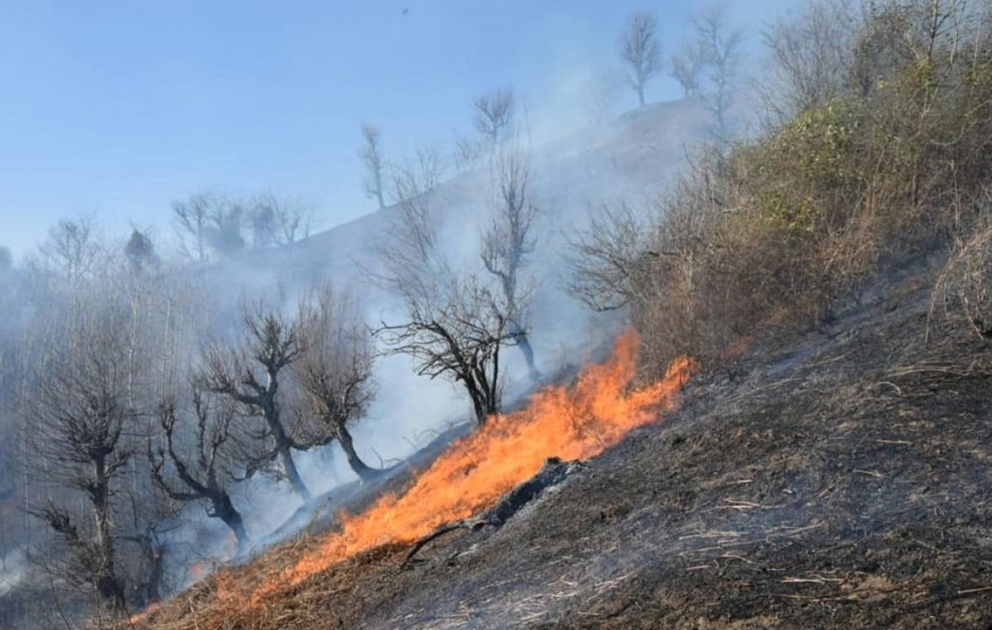 İranda meşə yanır