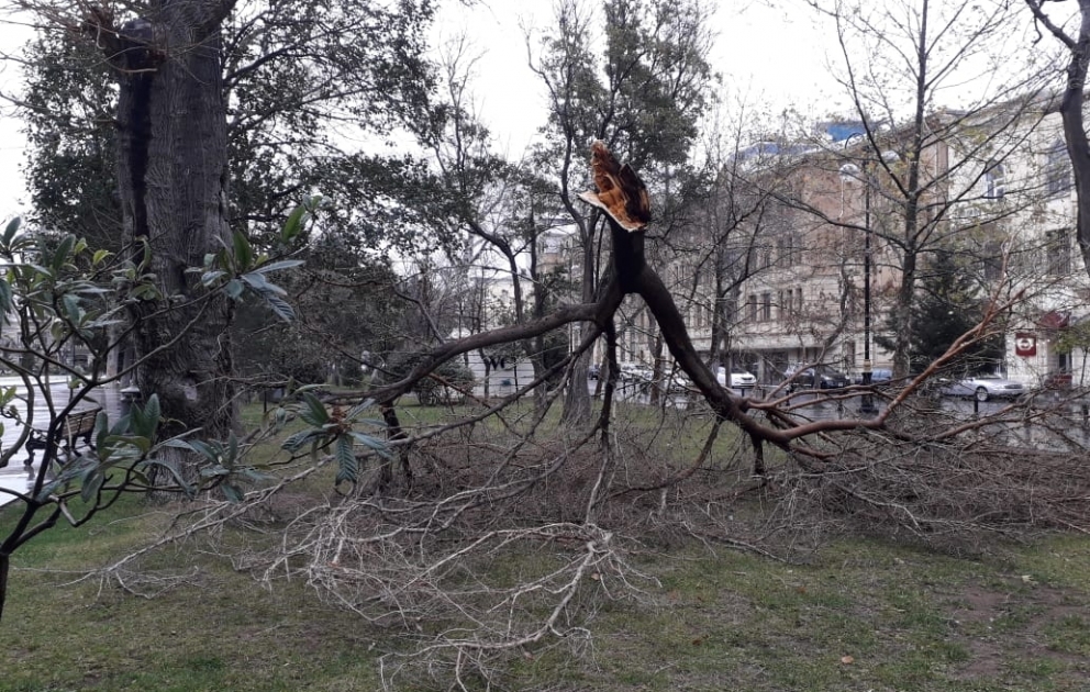 Sahil bağında külək ağacın budağını sındırıb
