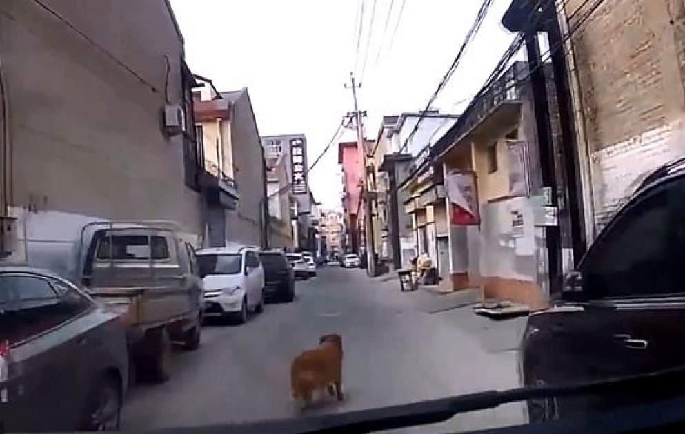 Golden Retriever saves its owner by leading an ambulance to him after he collapsed in a small alleyway