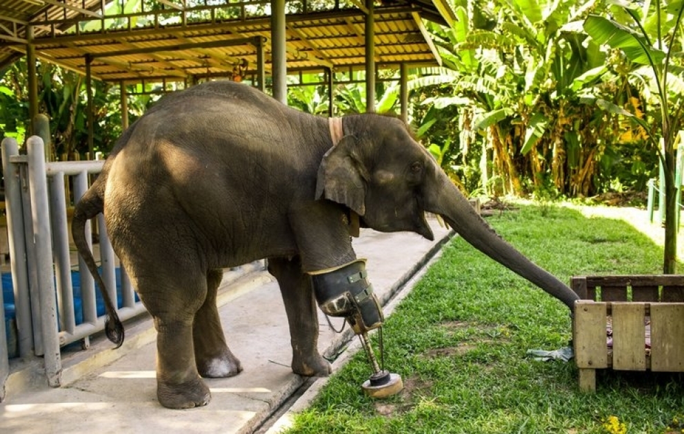 The First Elephant With a Prosthetic Leg