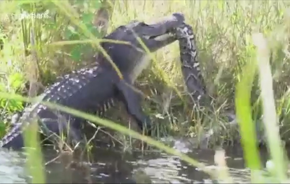 Timsahla piton ilanının davası videoya düşdü