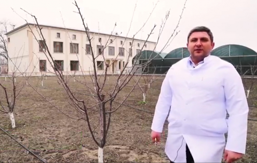 Ağaclarda qış budanması necə aparılmalıdır