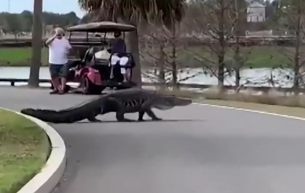 Florida ştatında yola çıxan nəhəng timsal görənləri təəccübləndirib