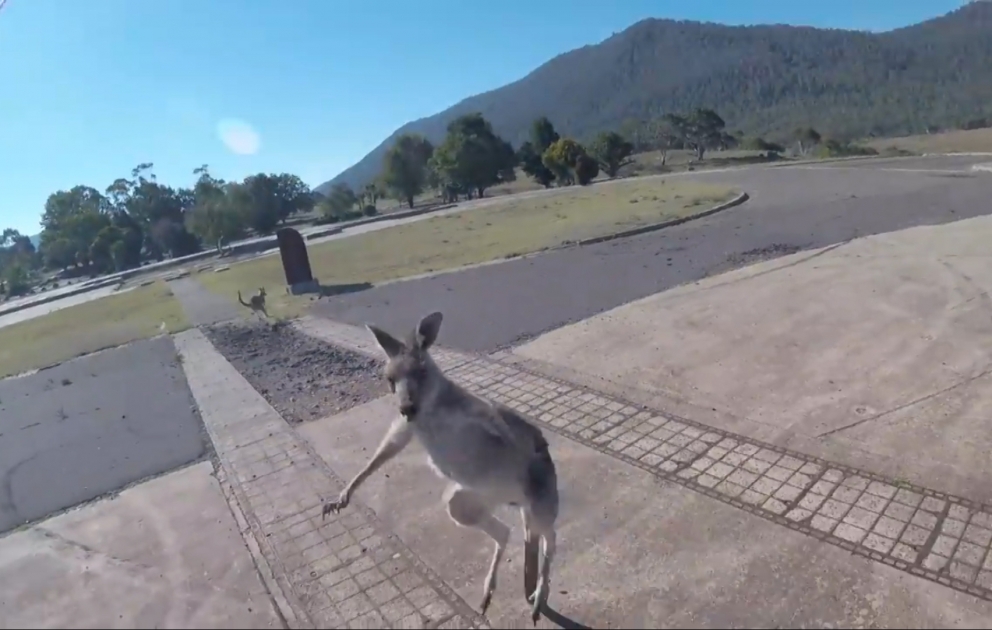 Un parapentiste qui vient d’atterrir se fait attaquer par un kangourou en Australie
