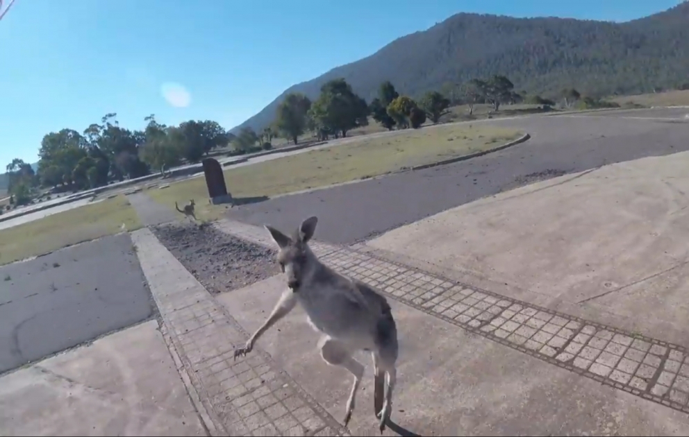 Australien: Känguru fällt Fallschirmspringer an