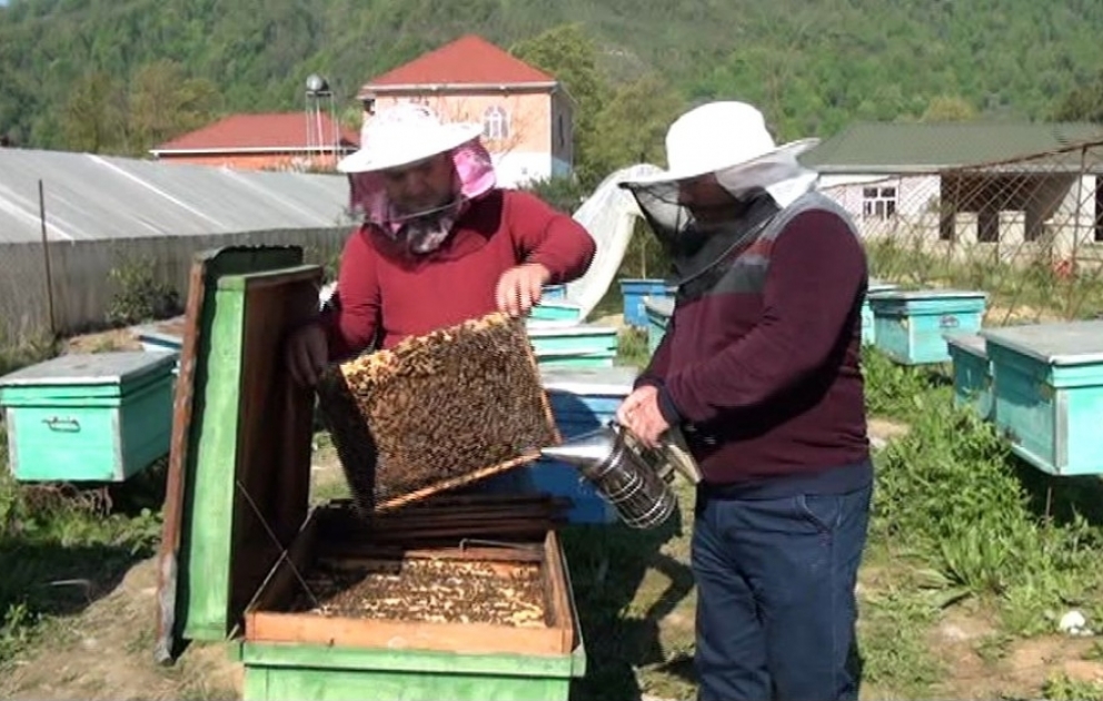 Lənkəran arıçıları bu il hər pətəkdən 20-25 kiloqram məhsul gözləyirlər