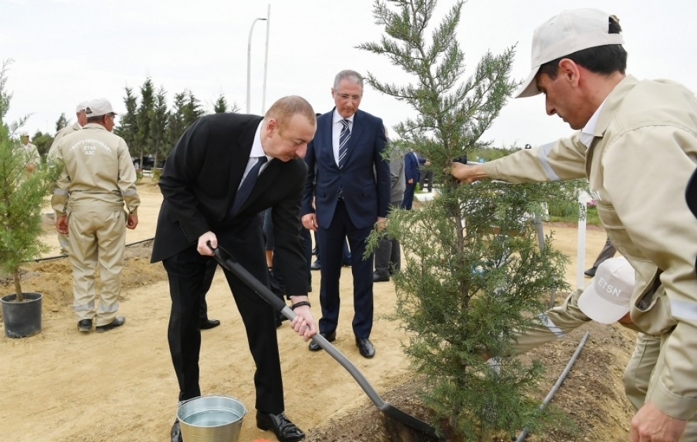 Президент Ильхам Алиев принял участие в акции по посадке деревьев, посвященной дню рождения великого лидера Гейдара Алиева