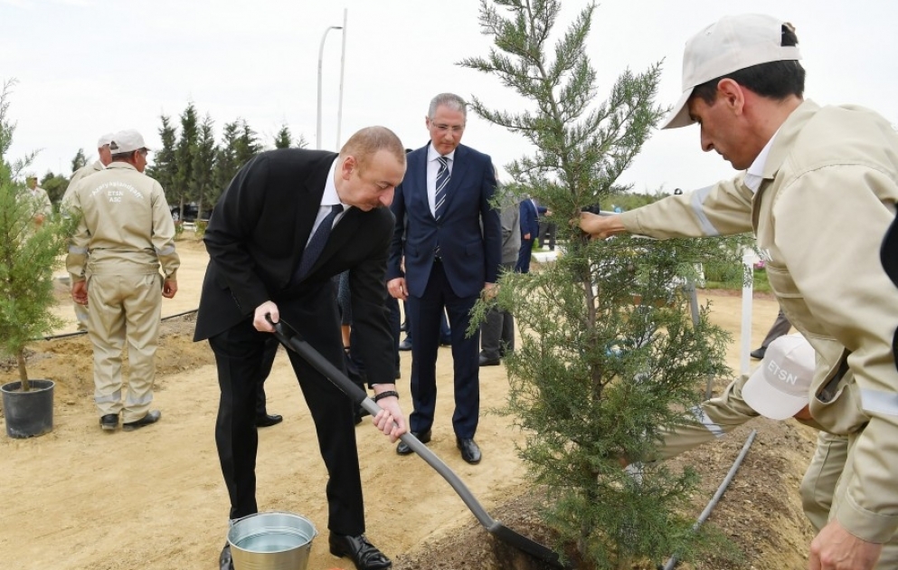 President Ilham Aliyev attended tree-planting campaign on the occasion of national leader Heydar Aliyev`s birthday