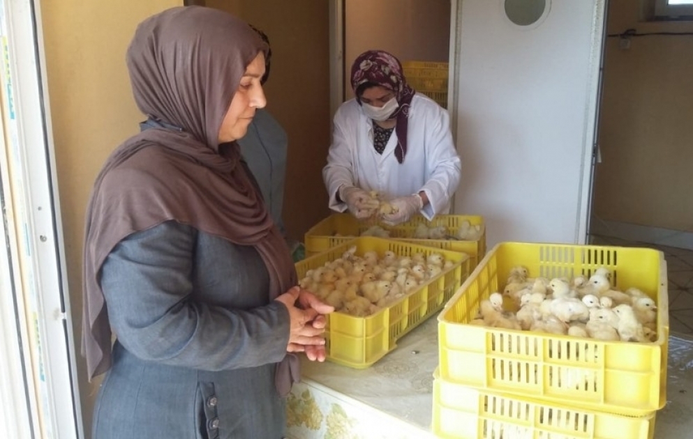 Masallıda kənd sakinlərinə cücələr pulsuz paylanılır – iş adamı məqsədlərini açıqladı