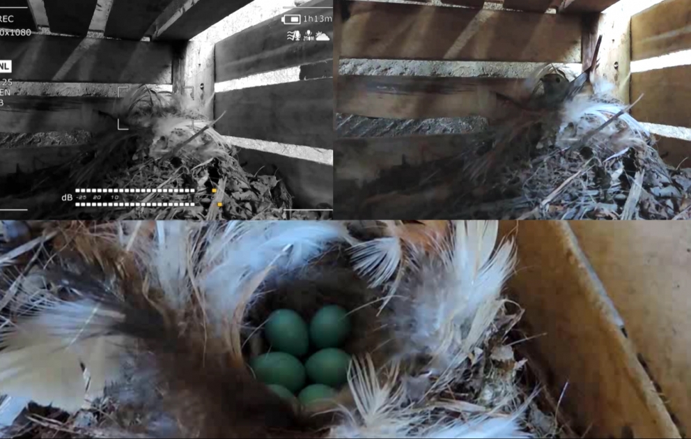 Nightingale’s nest in the box - Interesting footages