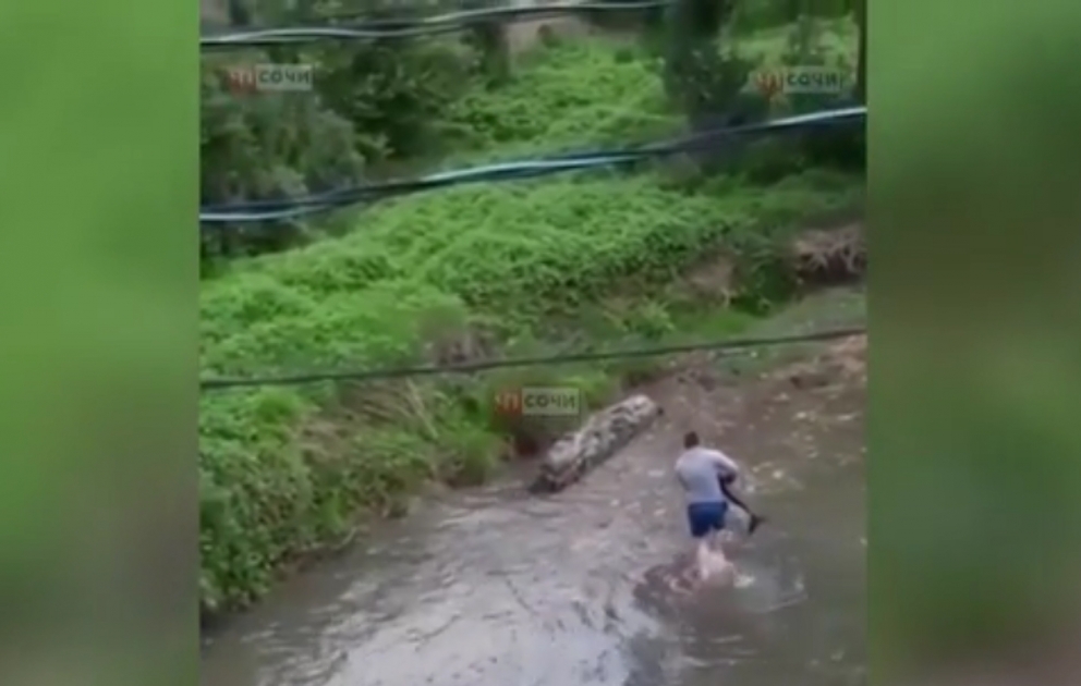 Le petit d’un dauphin a été sauvé lorsqu’il voulait nager par hasard vers une rivière