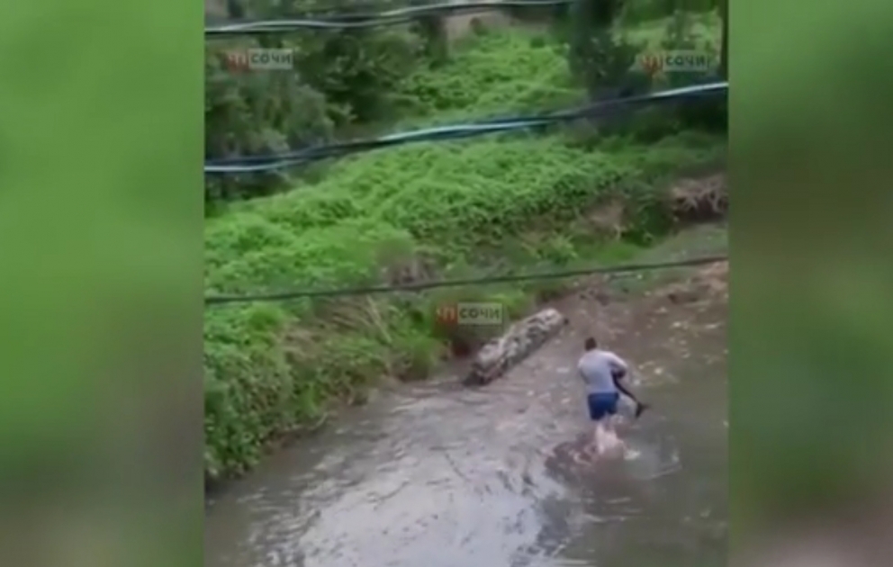 Kleiner Delphin, der zufällig in Richtung zum Fluss schwamm, wurde gerettet