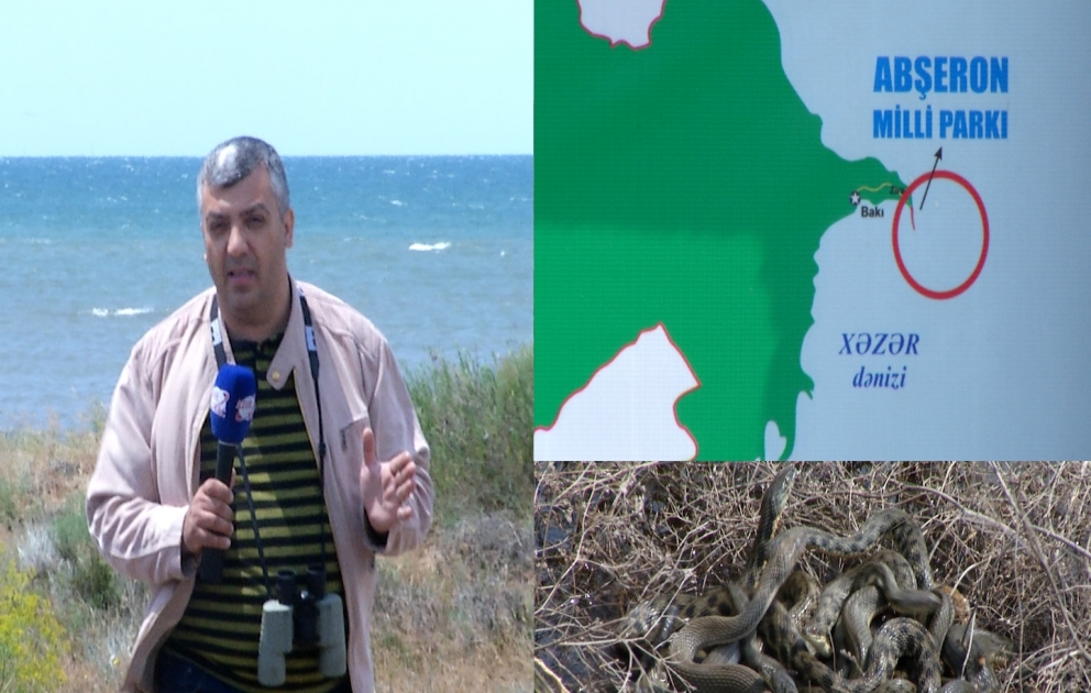 Azərbaycanın şərqində quru ilə dənizin kəsişdiyi nöqtə - Şah Dili burnu REPORTAJ