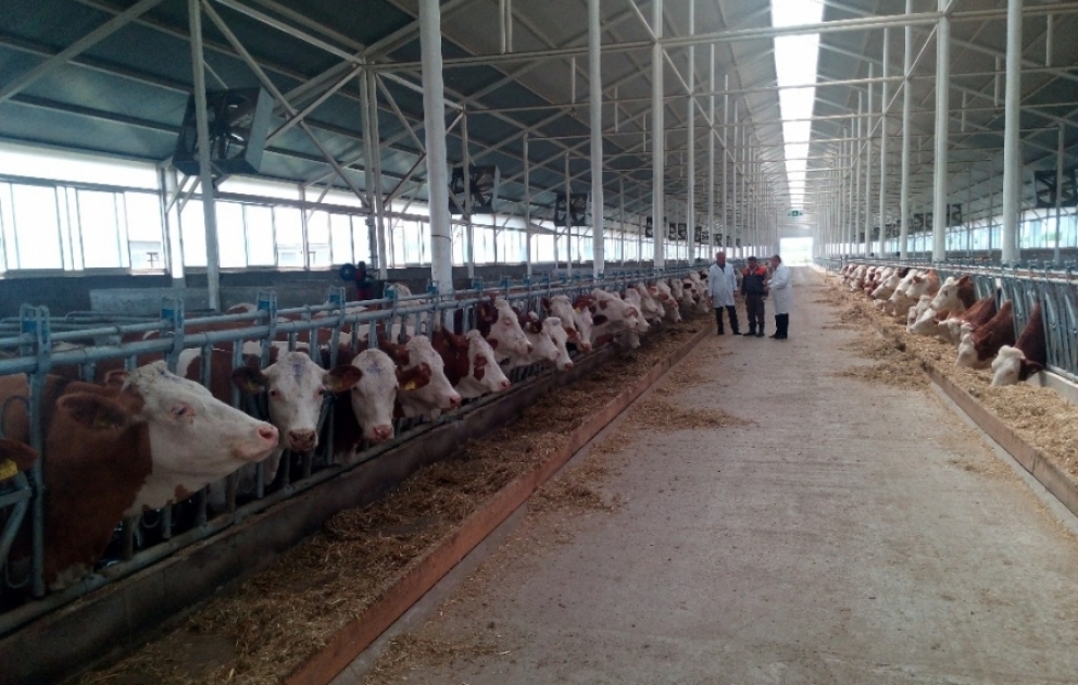 Qusarda heyvandarlığın inkişafı istiqamətində tədbirlər davam etdirilir