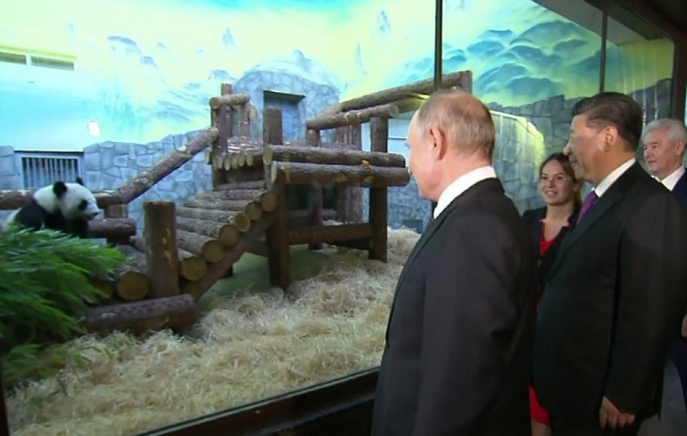 Путин и Си Цзиньпин посетят церемонию передачи панд в Московском зоопарке