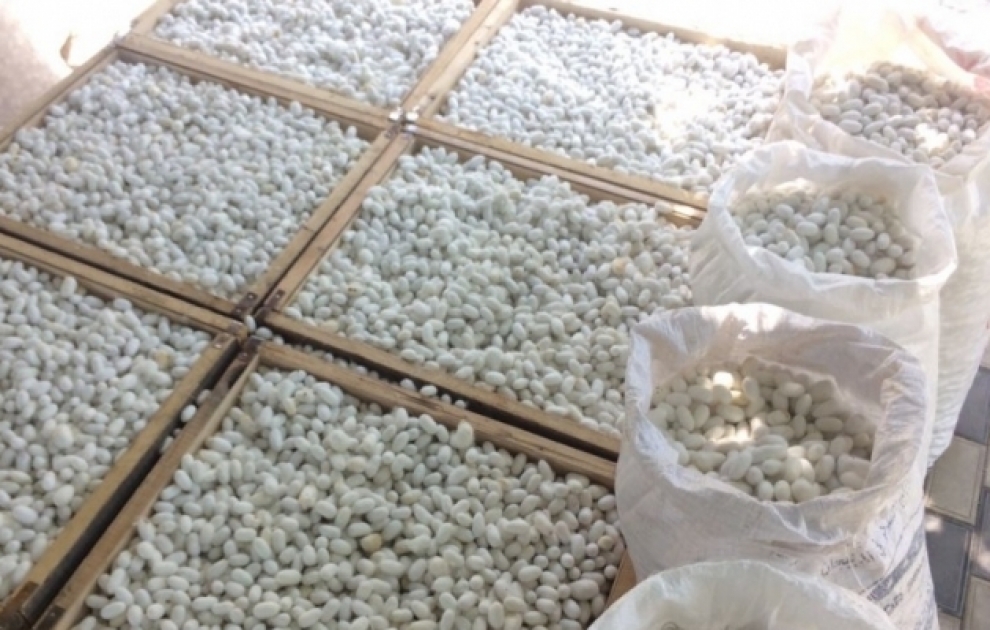 Yaş barama tədarükü davam edir