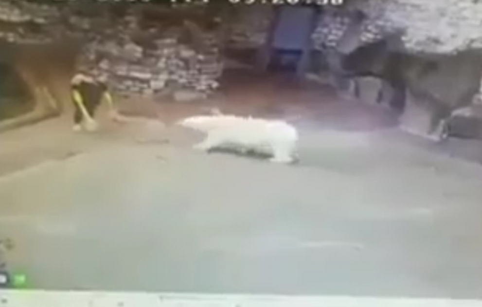 Süpürgə ilə ağ ayıdan qorundu