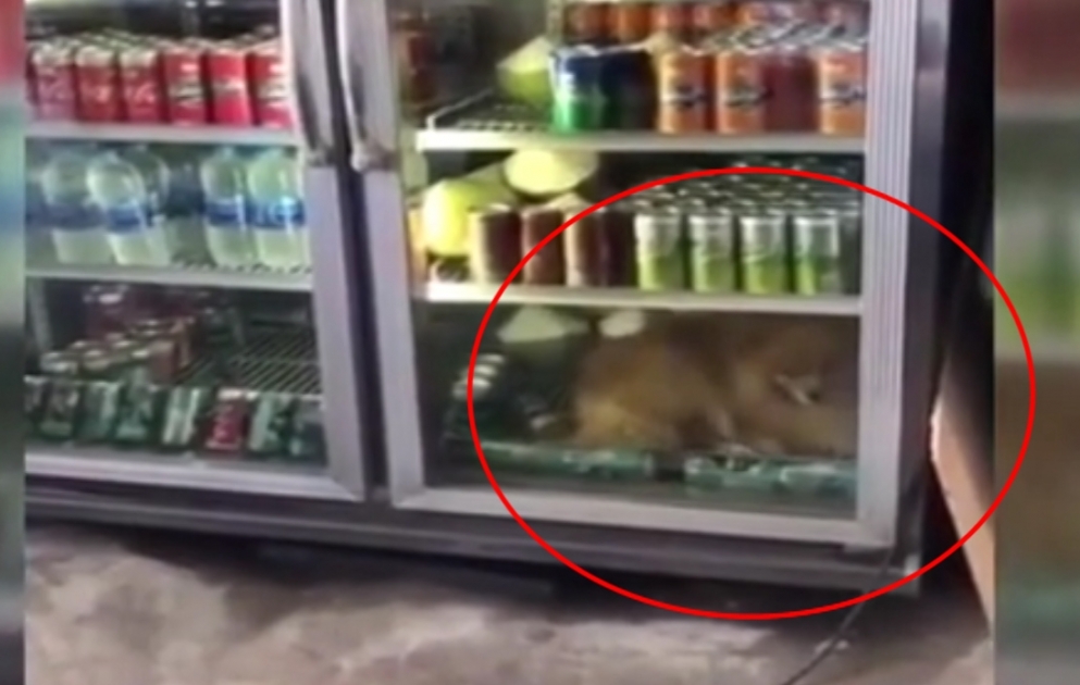 İstiye dözməyən köpək soyuducuya girdi