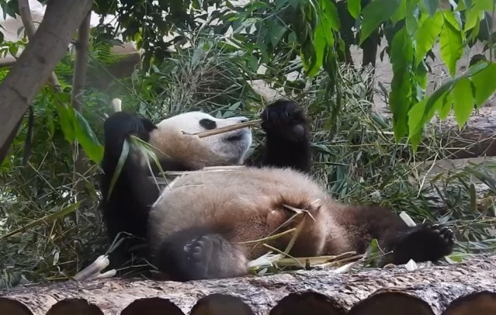 Moskva Zooparkı Çin prezidentinin hədiyyəsi olan pandaların gün ərzində nə qədər bambuk yediyini açıqlayıb
