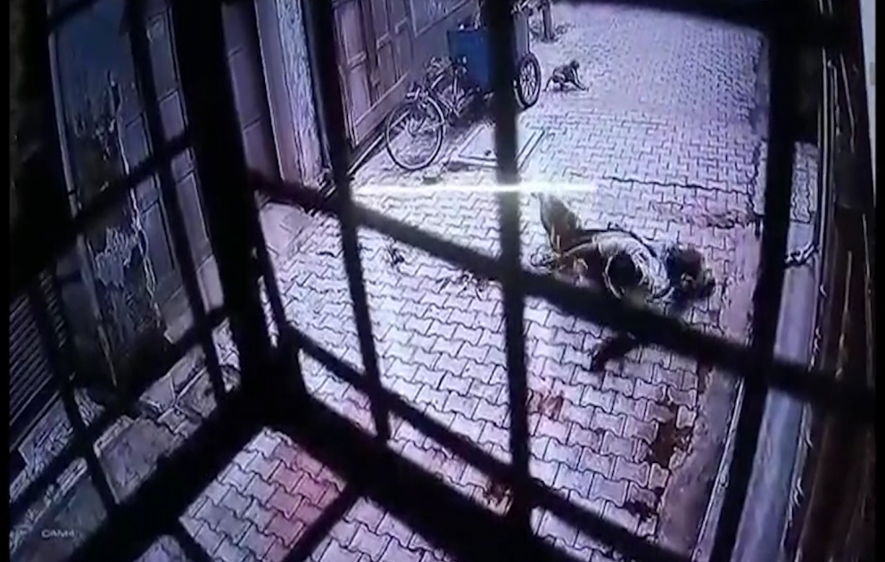 Нападение разъяренных обезьян на мужчину попало на видео