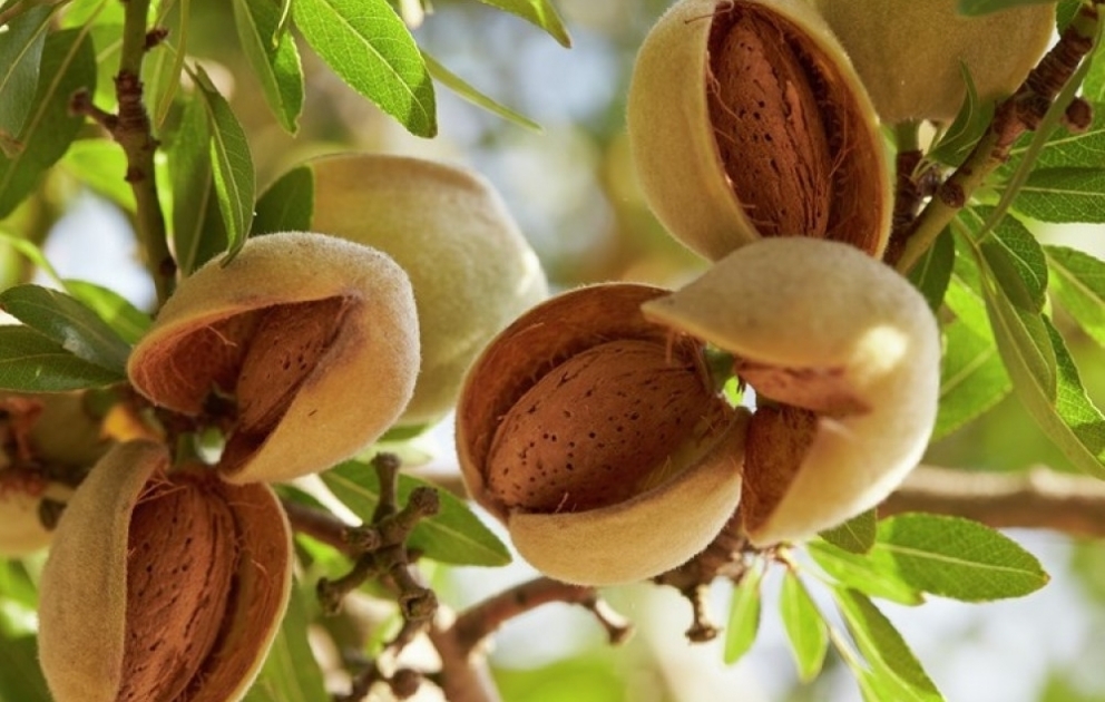Siyəzəndə 200 hektar sahədə badam bağları salınıb